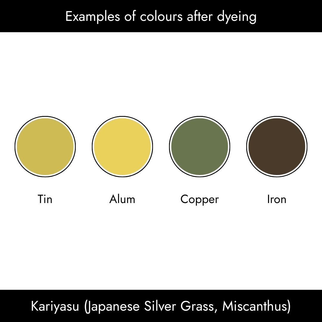Aikuma Traditional Japanese Natural Dyes (Kariyasu)